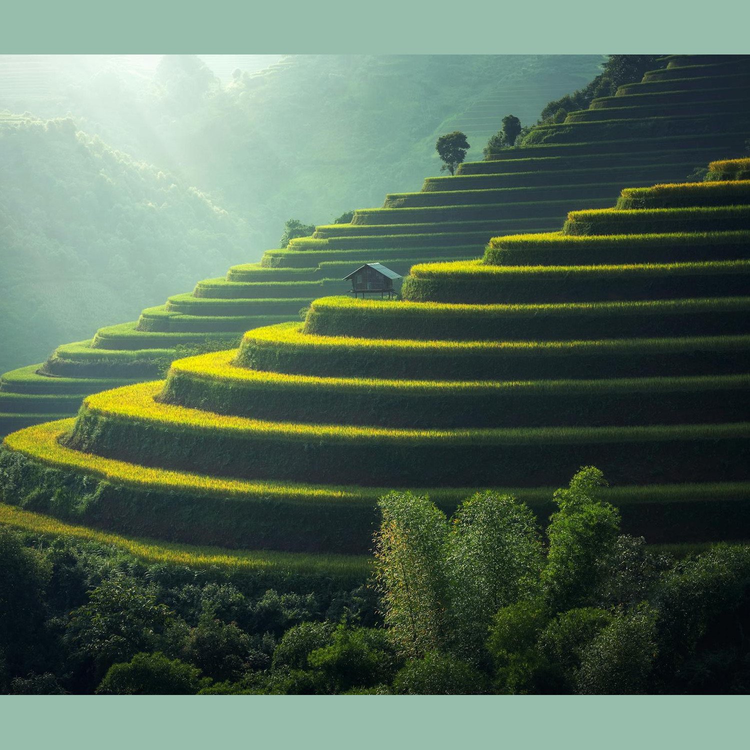 Green and golden rice terraces on hillside at sunset