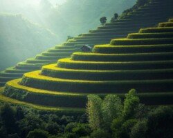 Green and golden rice terraces on hillside at sunset